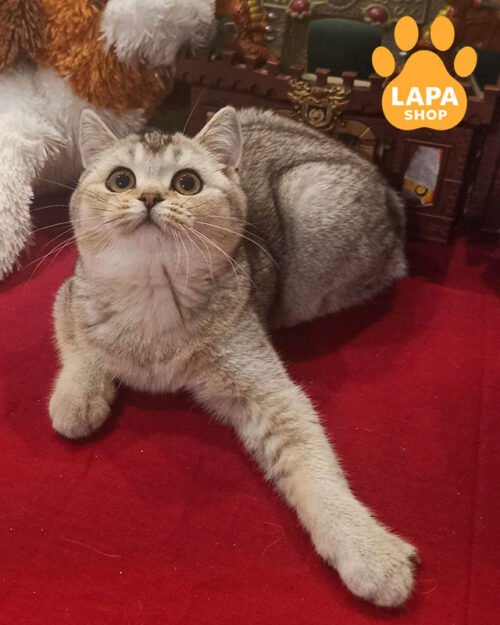 скотіш-страйт забарвлення срібляста шиншила