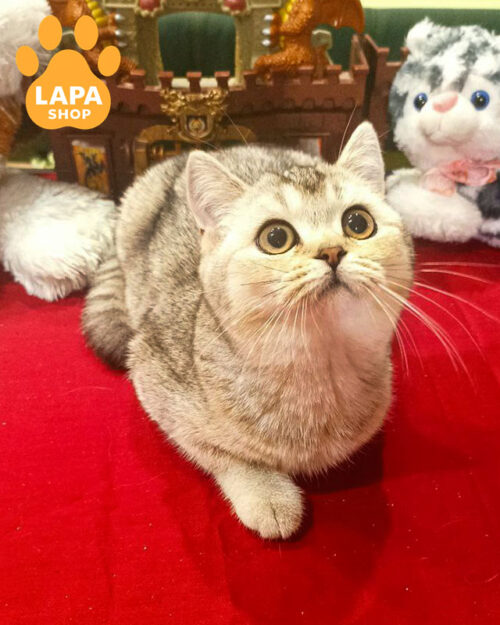 скотіш-страйт забарвлення срібляста шиншила