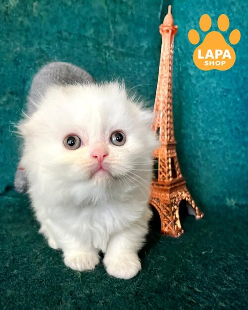 snow-white highland fold