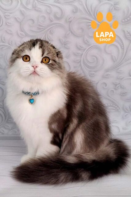 Highland Fold Yummi is a Charming Kitten in a Luxurious Fur Coat