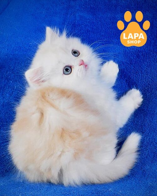 довгошерстий шотландець