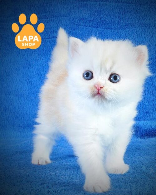 довгошерстий шотландець