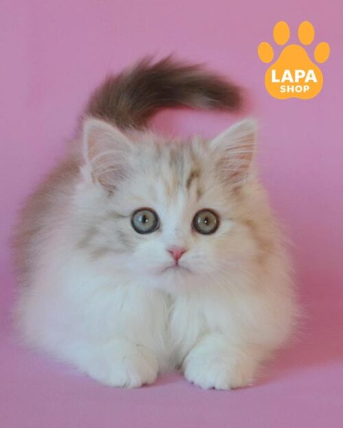 кішка хайленд-страйт