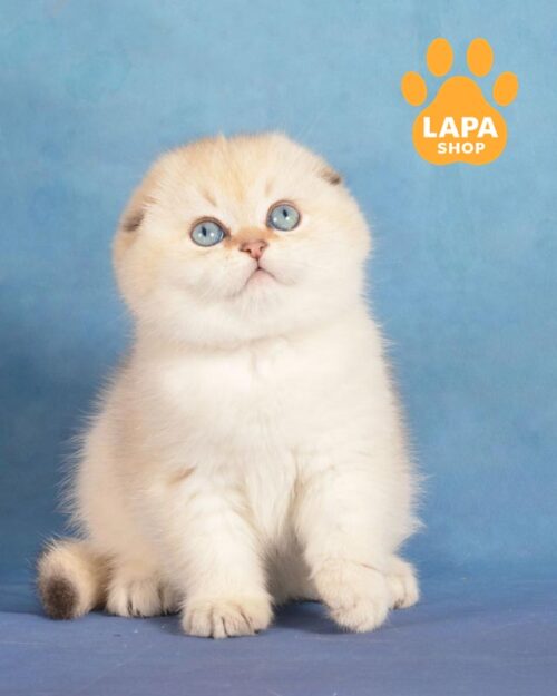 color point Scottish Fold <br>