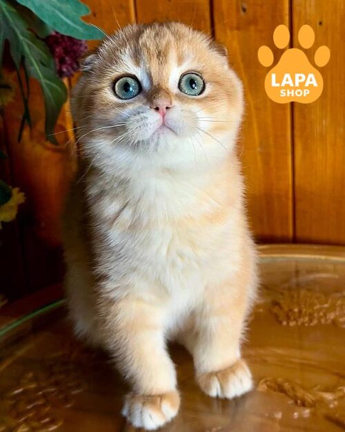 золотой вислоухий котенок