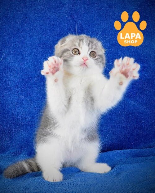 блакитно-біла кішка скотіш-фолд