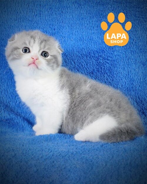 блакитно-біла кішка скотіш-фолд