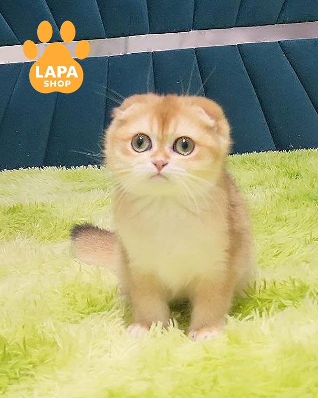 золтий скотіш-фолд