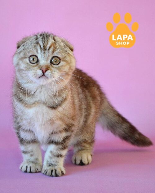 шотландська висловуха кышка