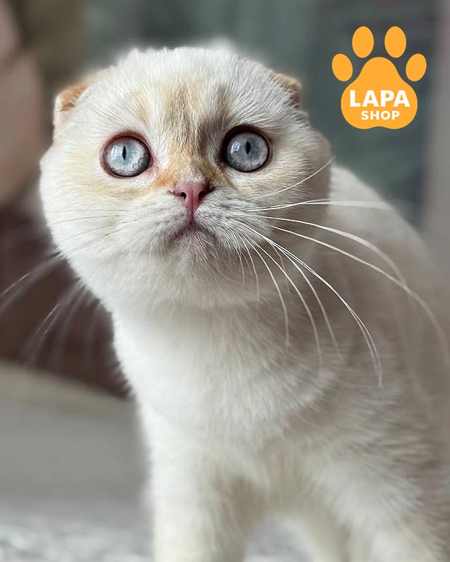 блакитноока кішка скотіш-фолд