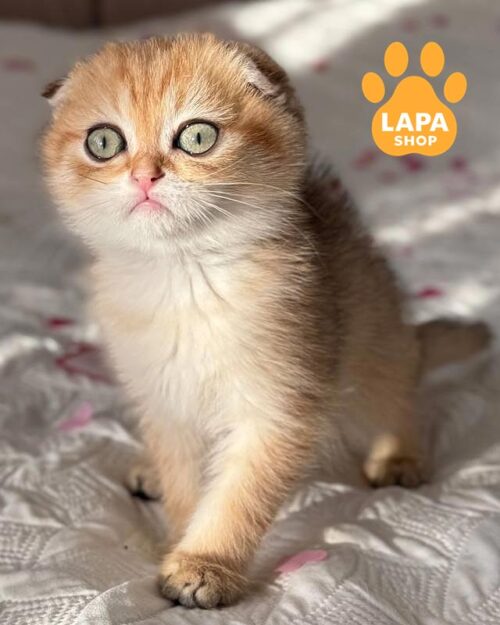 золотой скоттиш-фолд