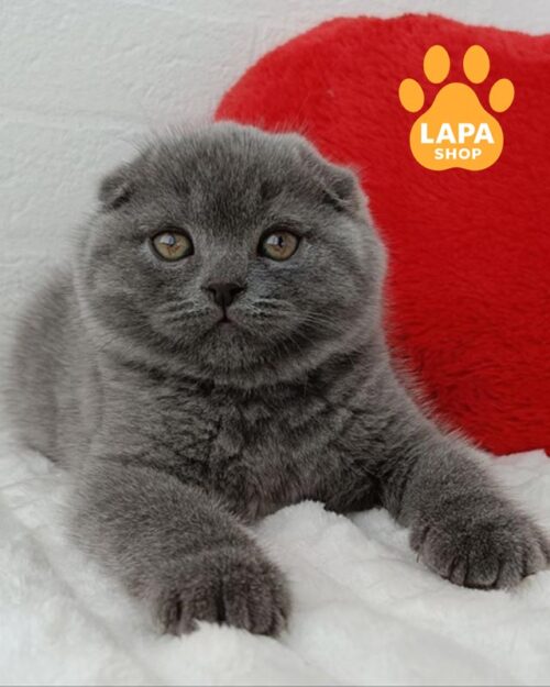 блакитний скотіш-фолд