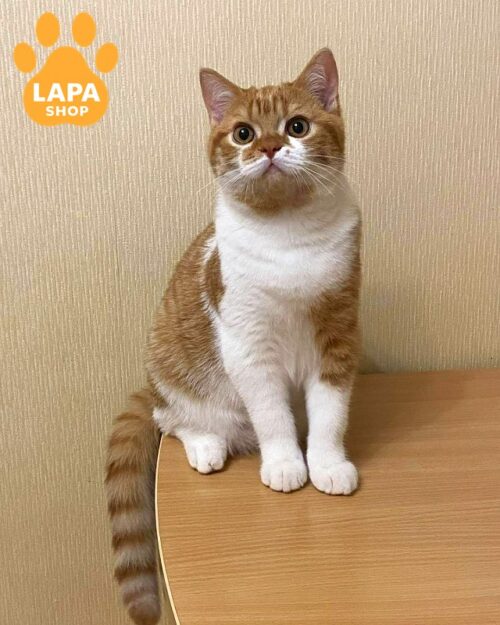 Милий шотландський котик в плюшевій біло-рудій шубці Амур