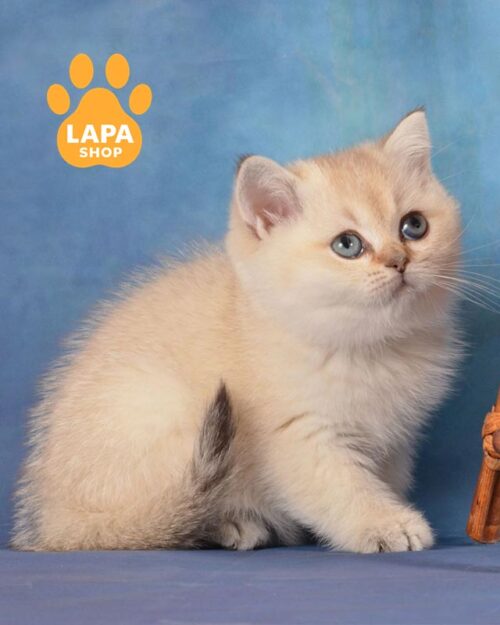 колор пойнтова шотландка