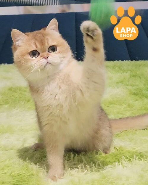 золотий шотландець