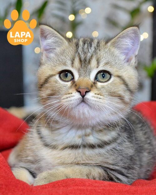 мармуровий скотіш-страйт