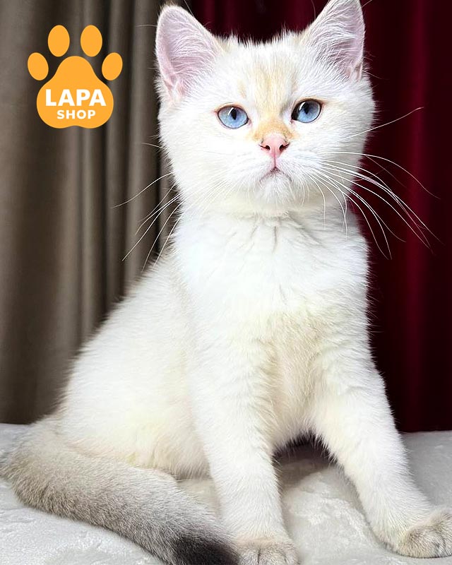 сріблястий шотландець