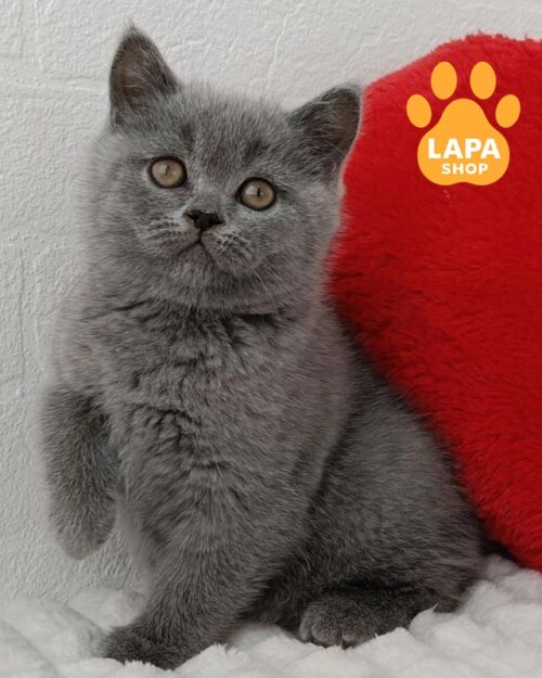 блакитна шотландська кішка