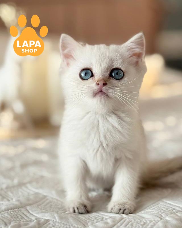 колор-пойнтовий скотіш-страйт