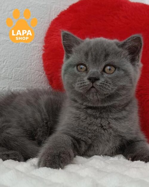 блакитна шотландська кішка