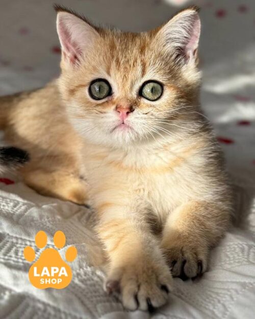 золотой скоттиш-страйт <br> <br> <br>