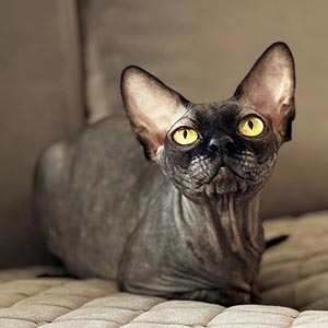Ефектне кошеня породи канадський сфінкс Quantum sfx dad