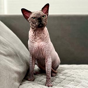 Ефектне кошеня породи канадський сфінкс Quantum sfx mom