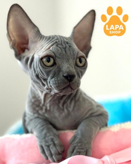 блакитна кішка канадський сфінкс