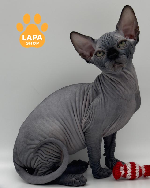 чорно-білий канадський сфінкс