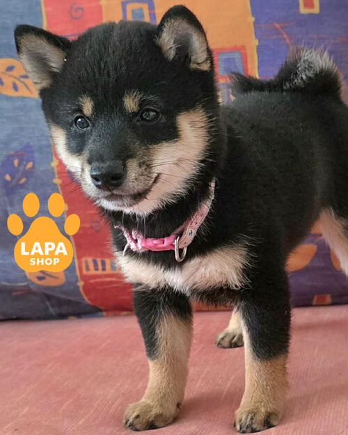 чорний підпалий шиба-іну