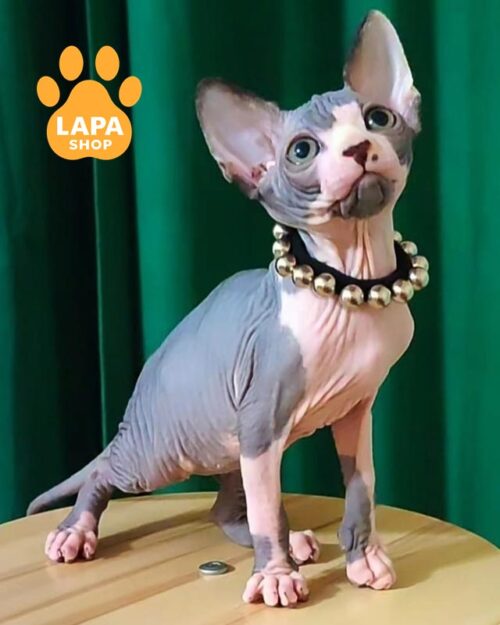 Canadian Sphynx kitty