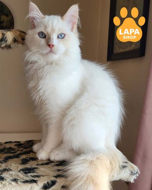 блакитноокий сибірський котик