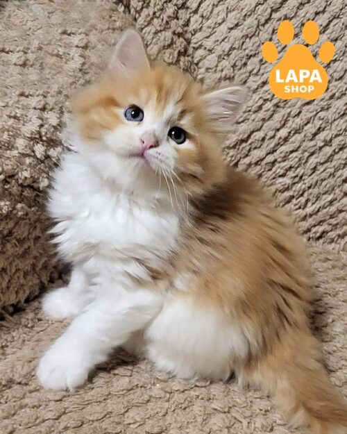 бело-рыжий сибриский котенок <br> <br> <br>