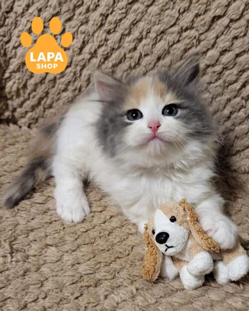 биколорная сибирская кошка