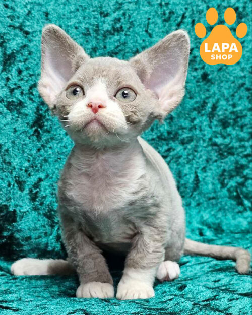 ліловий девон-рекс