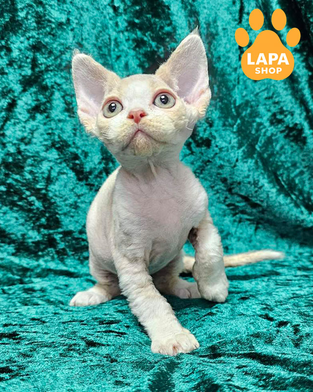 кремовий плямистий девон-рекс