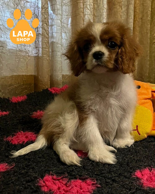 кавалер кинг чарльз спаниел