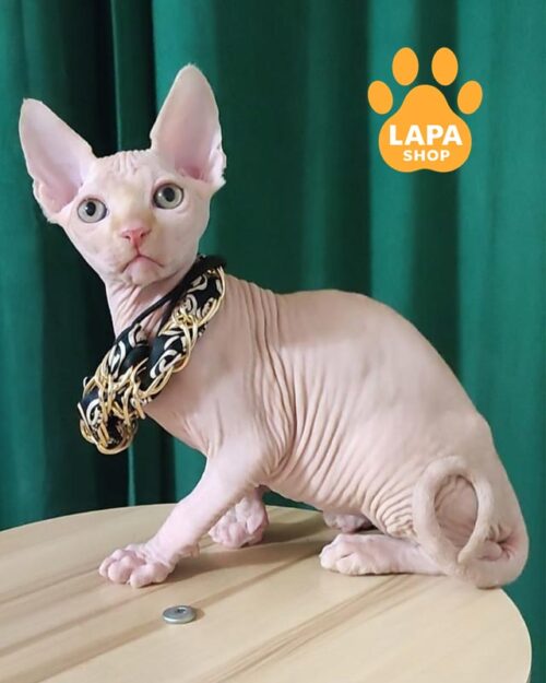 Canadian Sphynx kitten