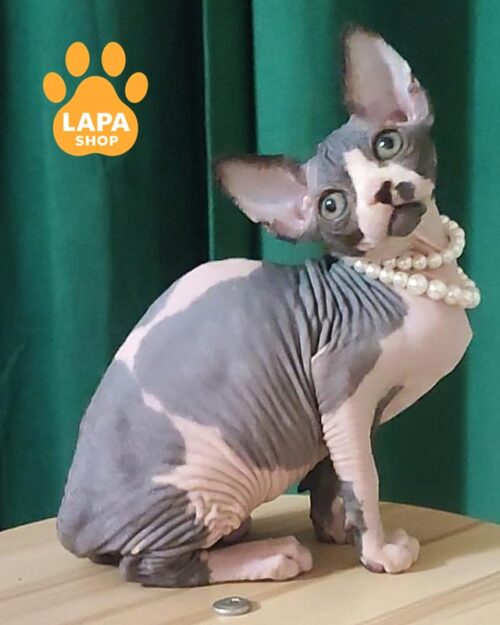 Canadian Sphynx kitty