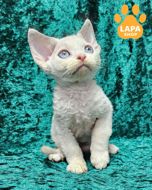 ліловий девон-рекс