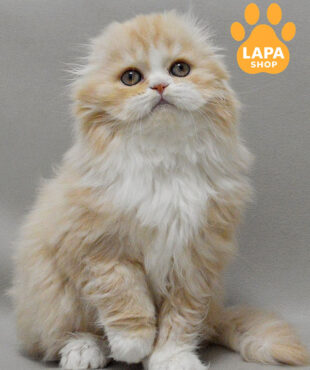 красный серебристый хайленд-фолд