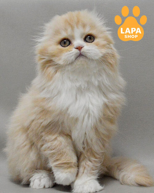 красный серебристый хайленд-фолд