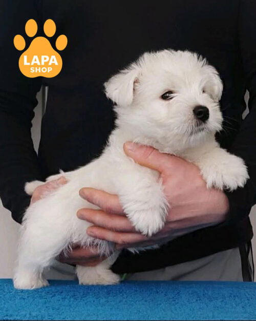 білий вест хайленд вайт тер'єр