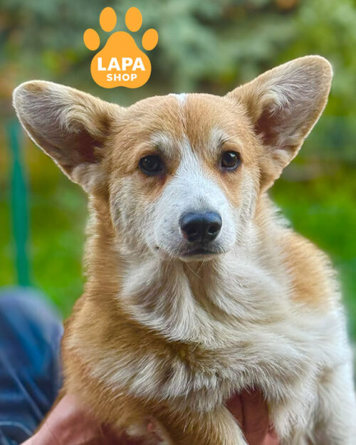 рудо-білий вельш коргі пемброк