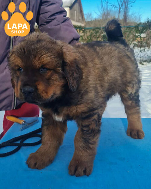 рыжий тибетский мастиф