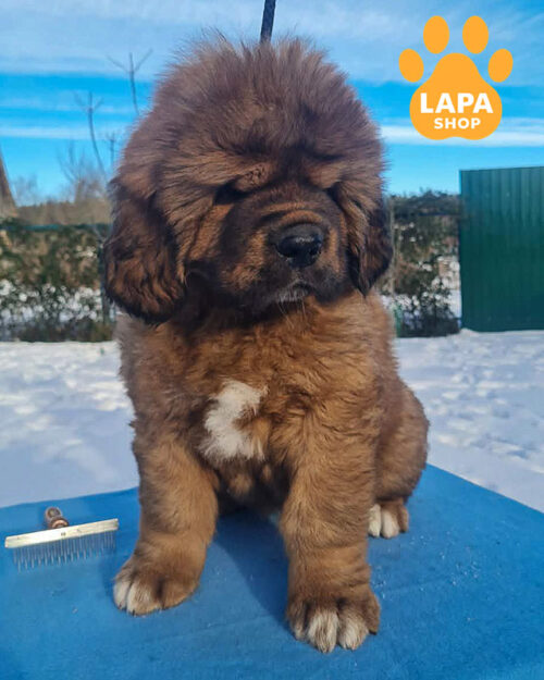 рудий тибетський мастиф