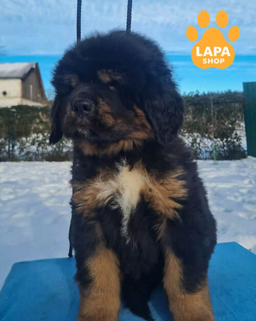 чорний підпалий тибетський мастиф