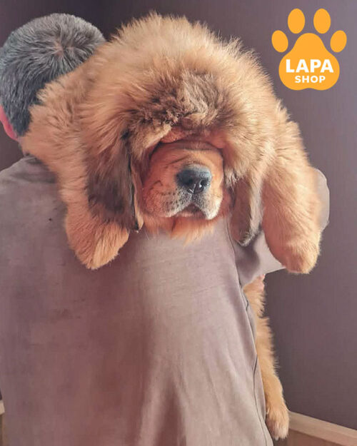 рудий тибетський мастиф