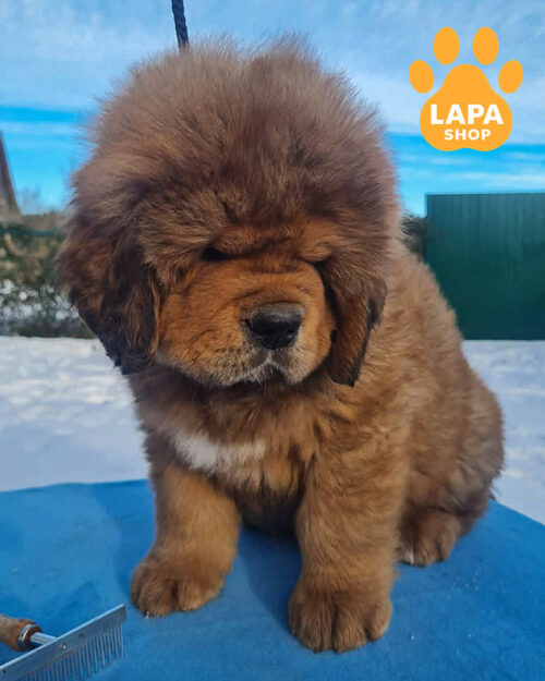 рудий тибетський мастиф