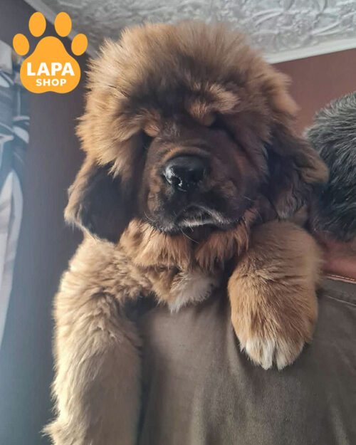 рудий тибетський мастиф